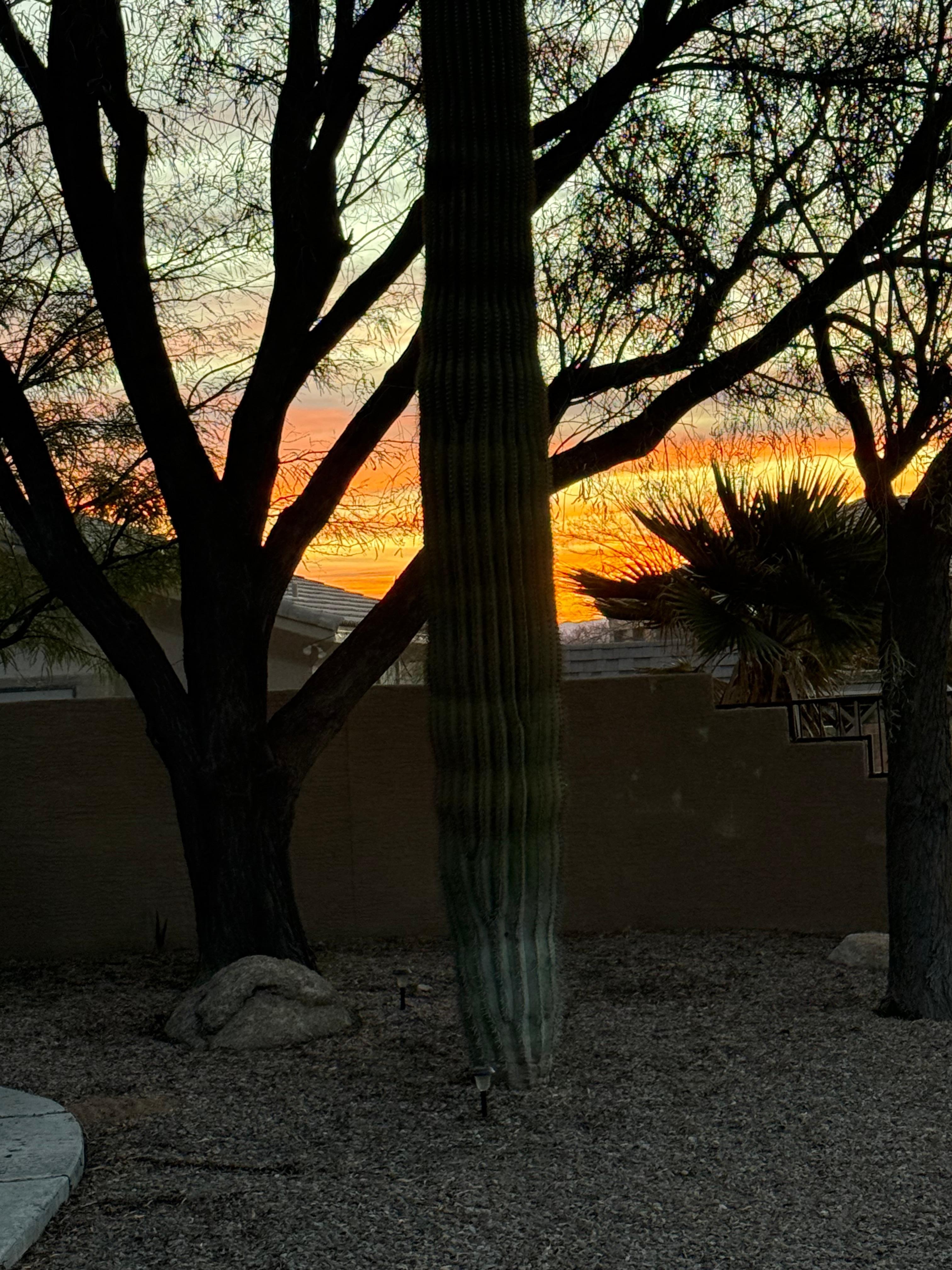 Beautiful sunrise from the backyard.