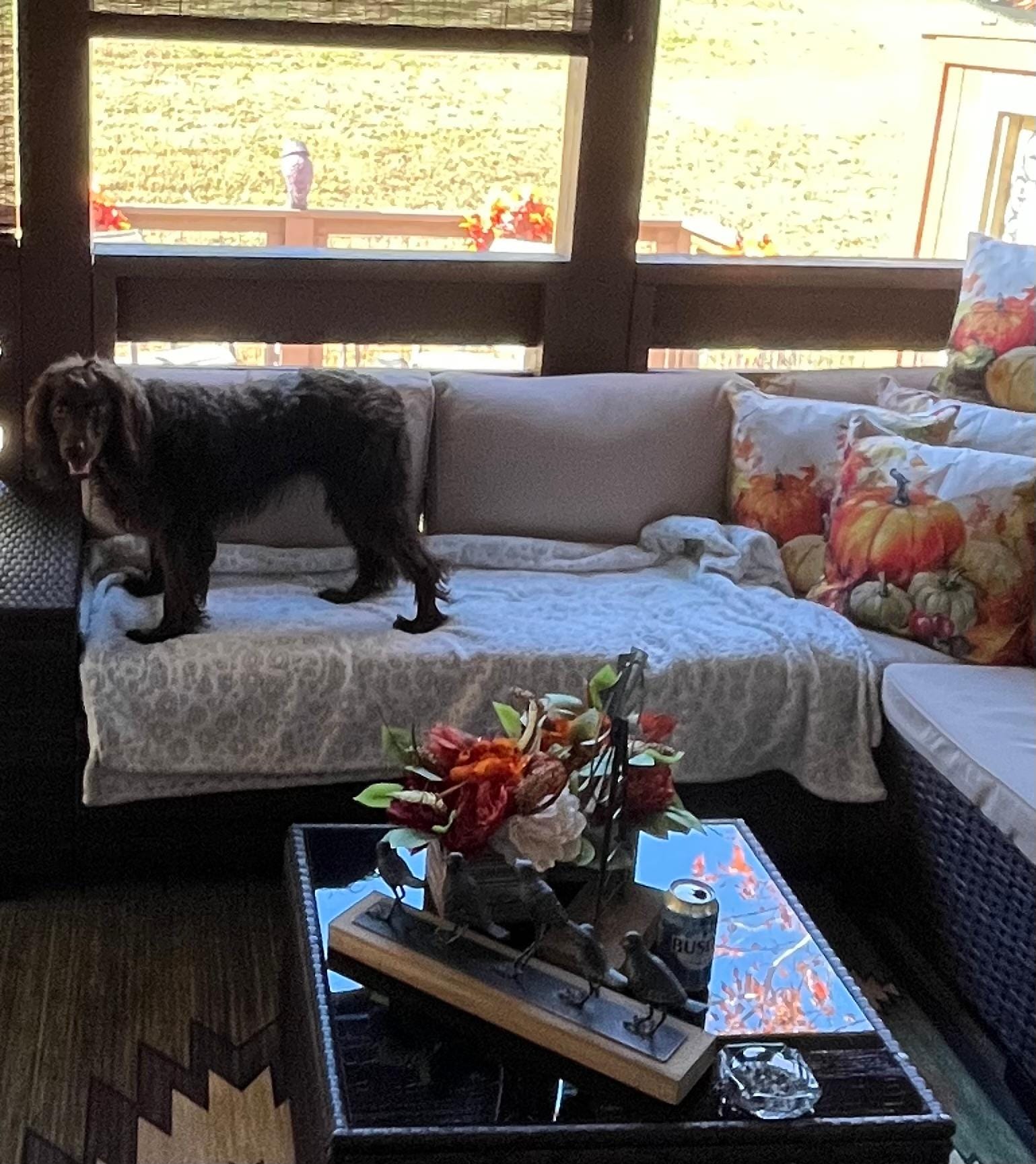 Emmie Lou had a great time and even met another Boykin Spaniel 