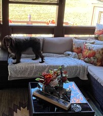 Emmie Lou had a great time and even met another Boykin Spaniel