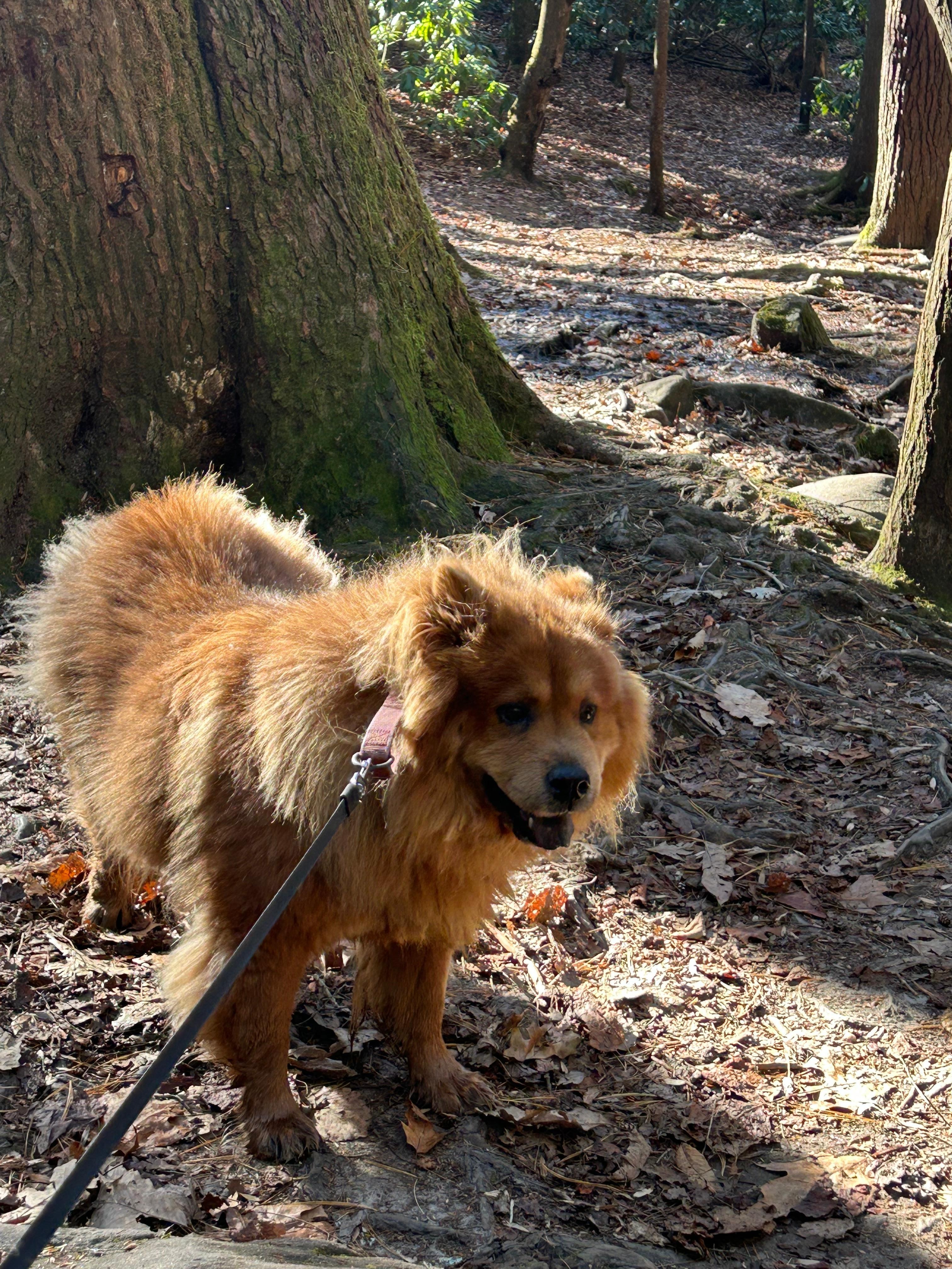 Our pup, Brie, loved her visit to Craig’s cabin and hiking in the area!