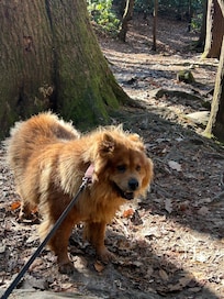 Our pup, Brie, loved her visit to Craig’s cabin and hiking in the area!