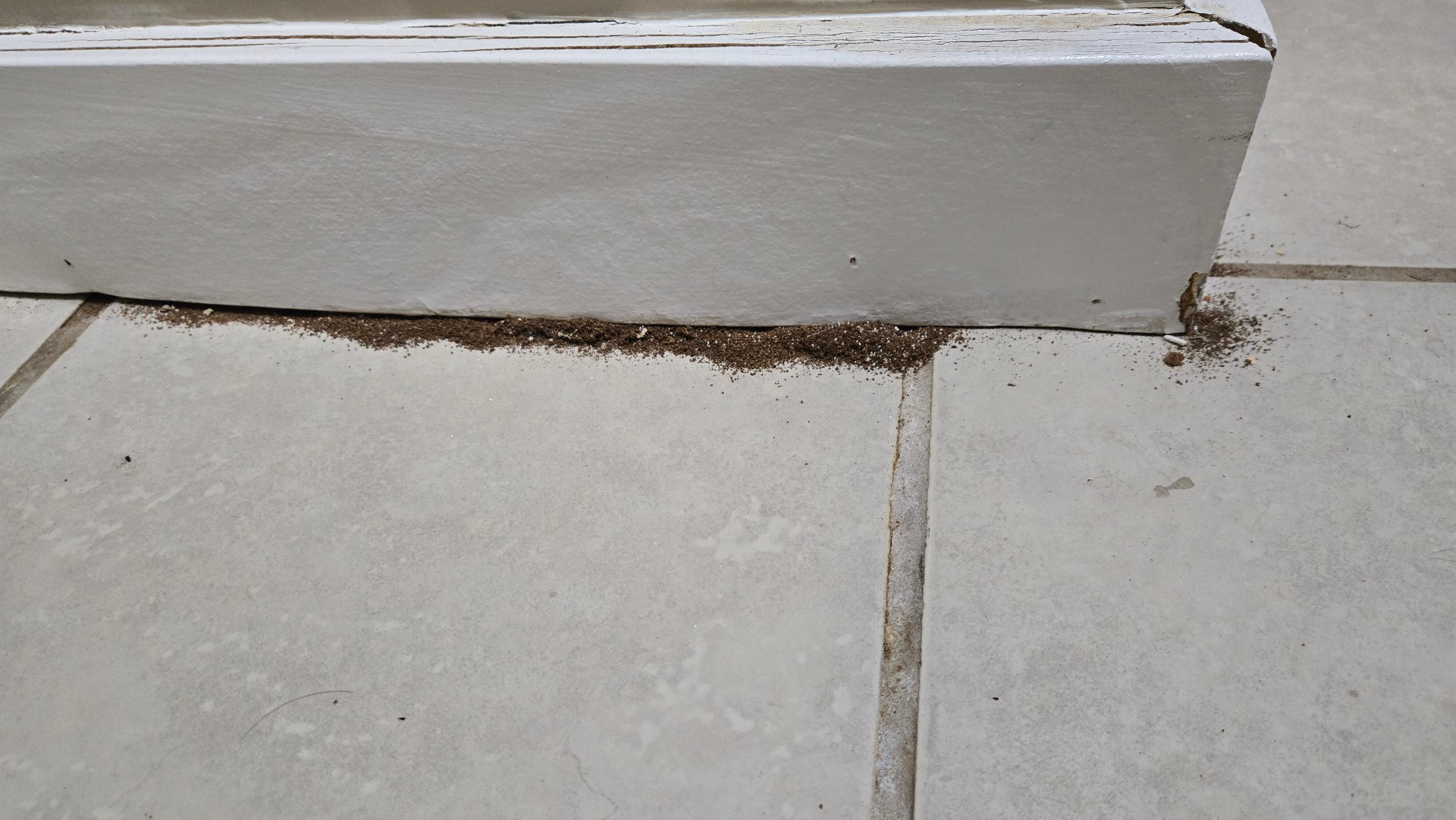 Ants in main level bathroom with decaying baseboards.