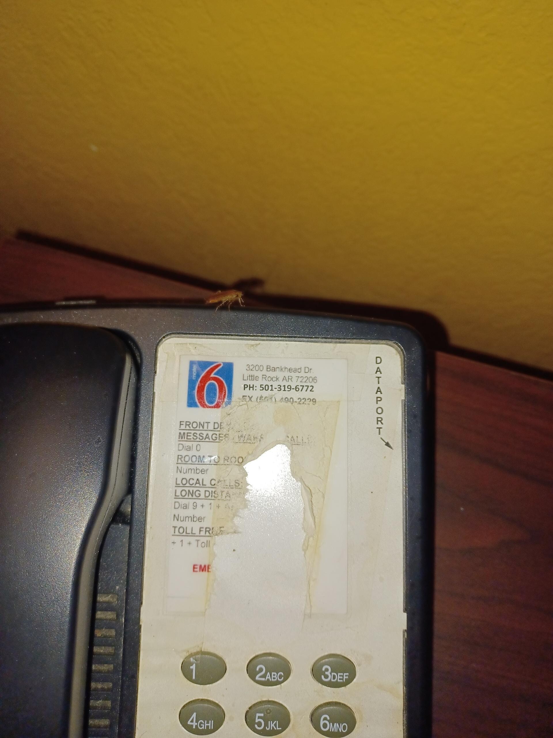 Roach on phone