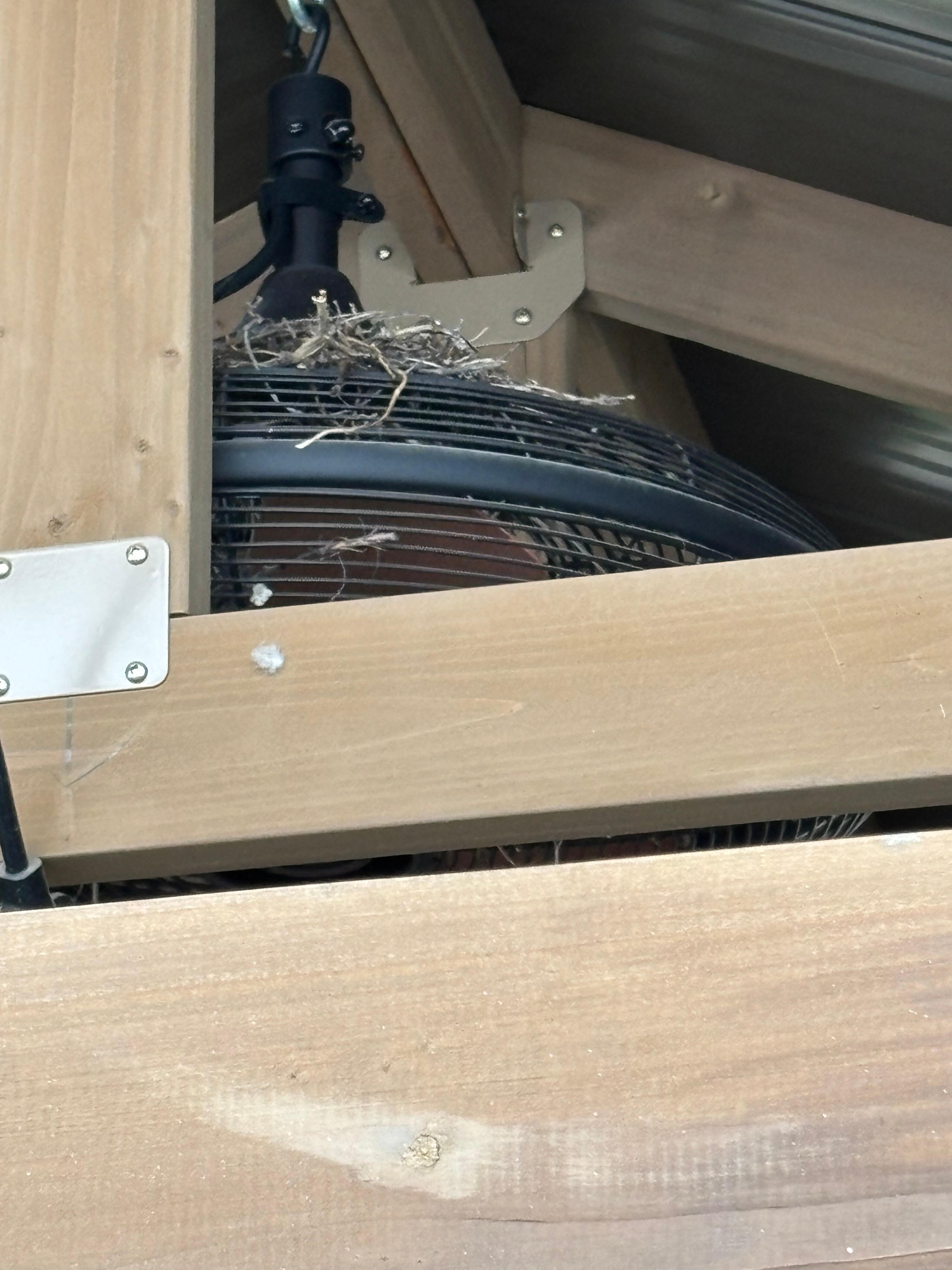 One of the two bird nests on the ceiling fans in the side patio