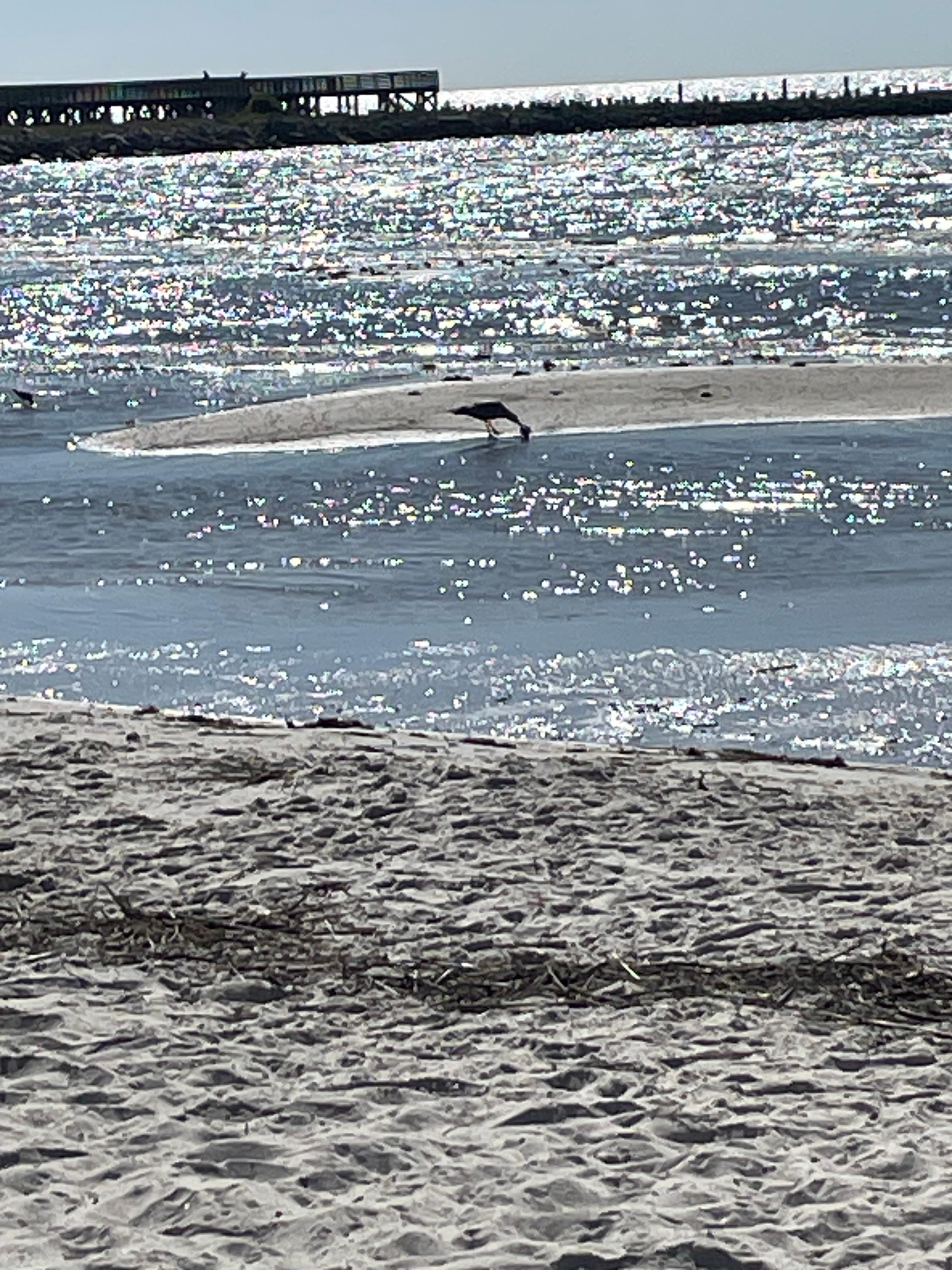 View of local birds on the beach at Bay St Louis, MS