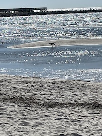 View of local birds on the beach at Bay St Louis, MS