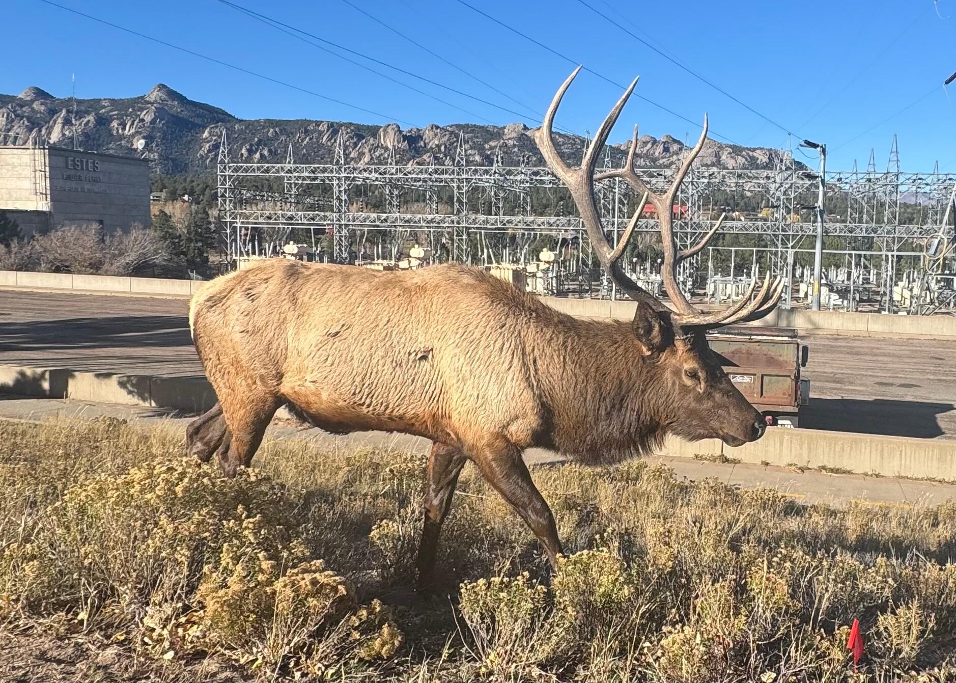 Estes park, this was not a zoom… he came right where we were standing we had to back away. 