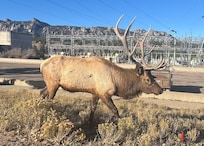 Estes park, this was not a zoom… he came right where we were standing we had to back away.