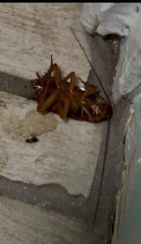 Roach on floor in bathroom