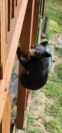 We heard a noise while in the hot tub. We looked over the ledge and this little guy was climbing up.