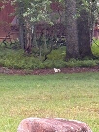 Albino squirrel!