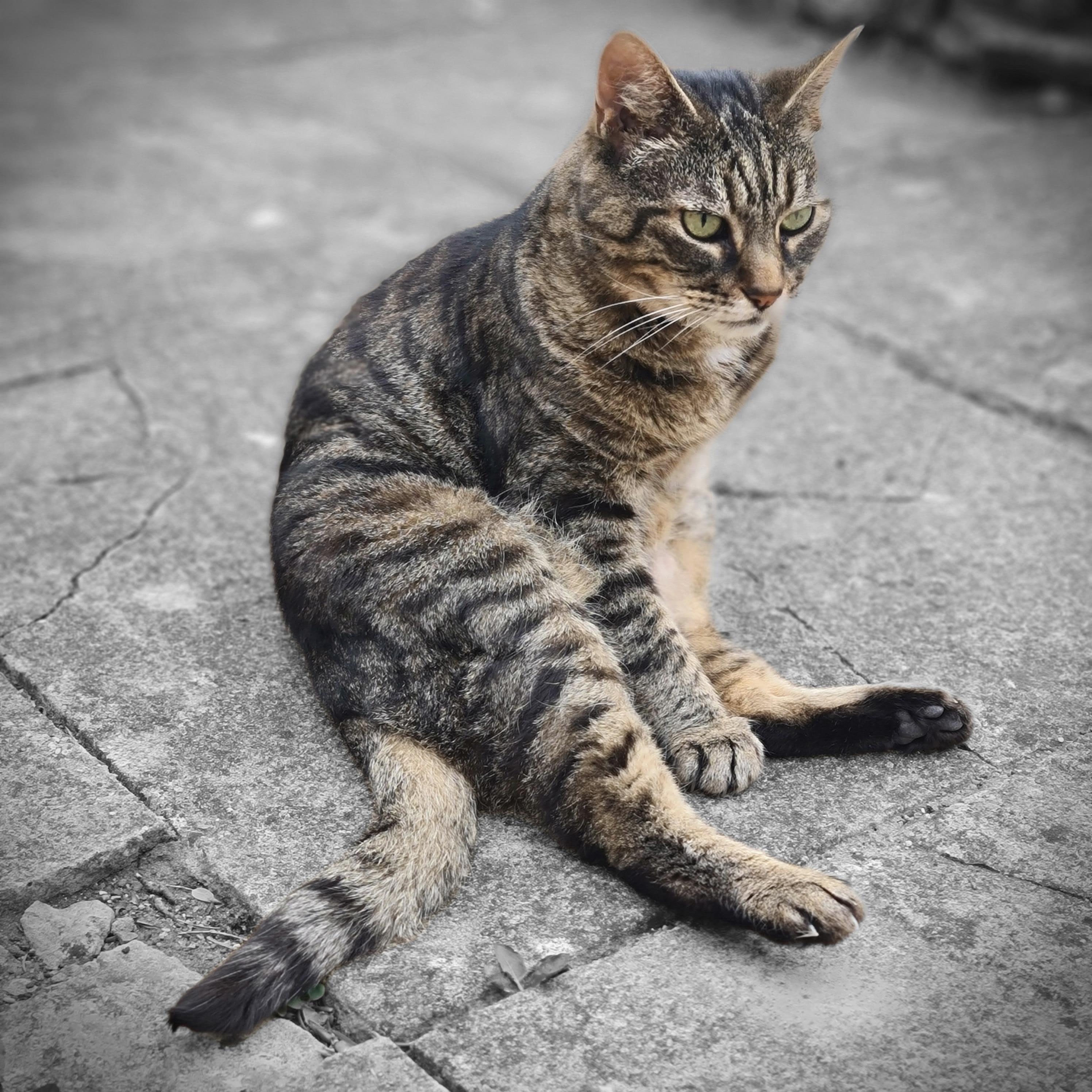 Friendly cat from the neighbours