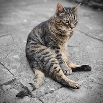 Friendly cat from the neighbours