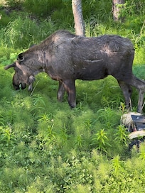 Backyard moose for breakfast.