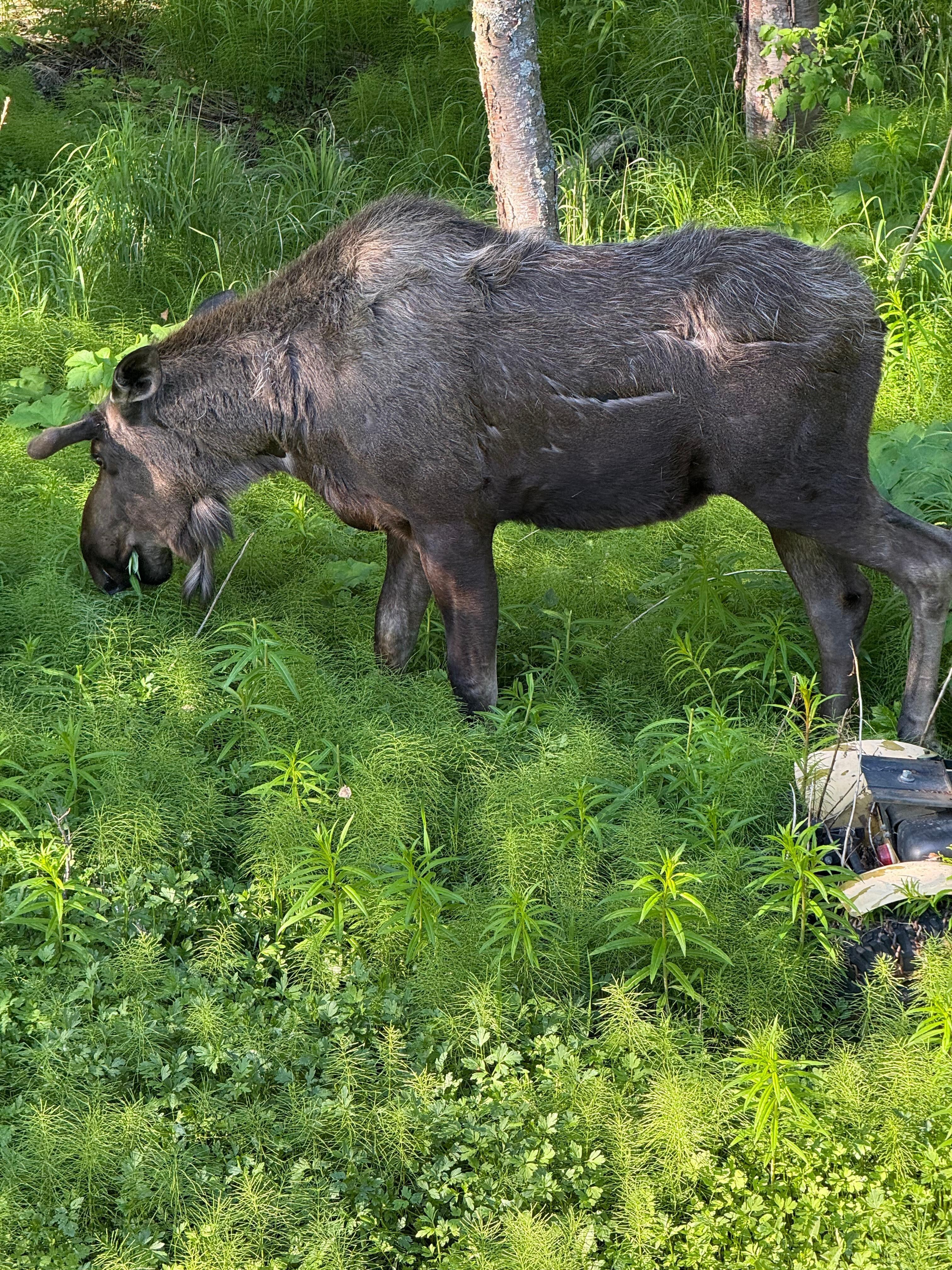 Backyard moose for breakfast. 