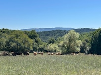 Fields surrounding the palace