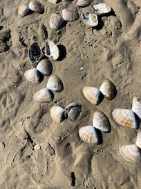 Fun beach finds