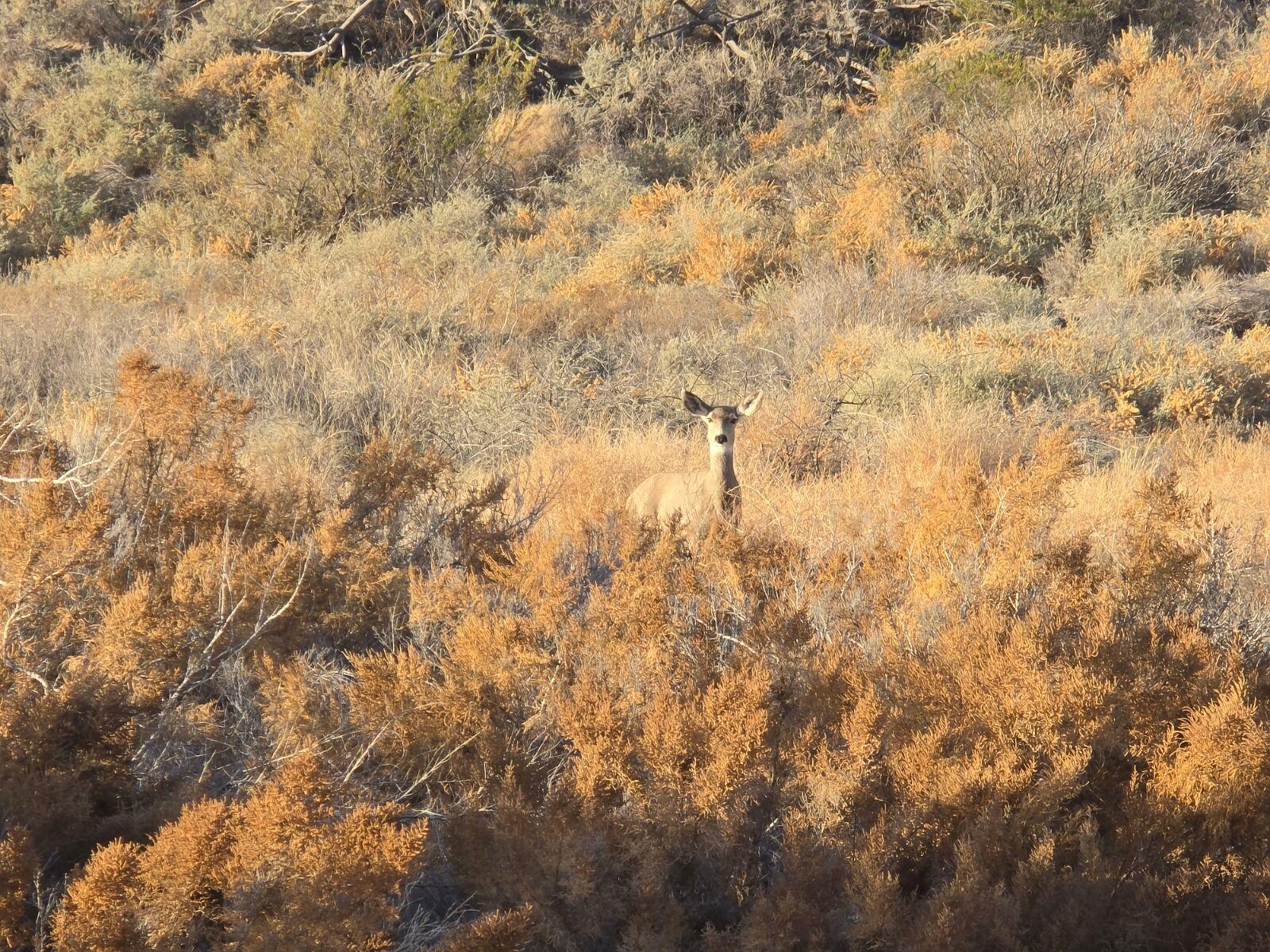 Beautiful view of the arroyo, right outside our window.