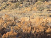 Beautiful view of the arroyo, right outside our window.