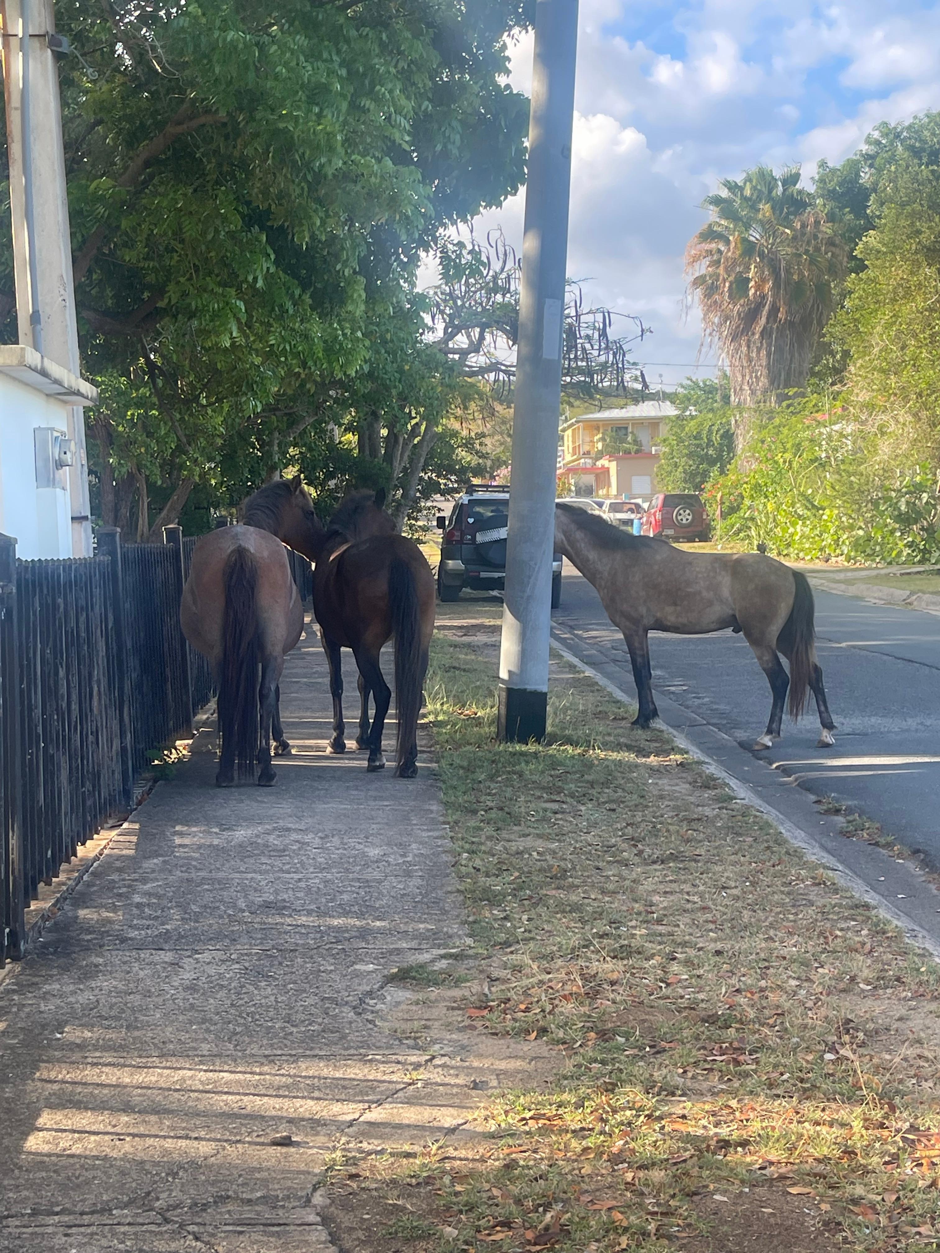 Horses are common neighbors