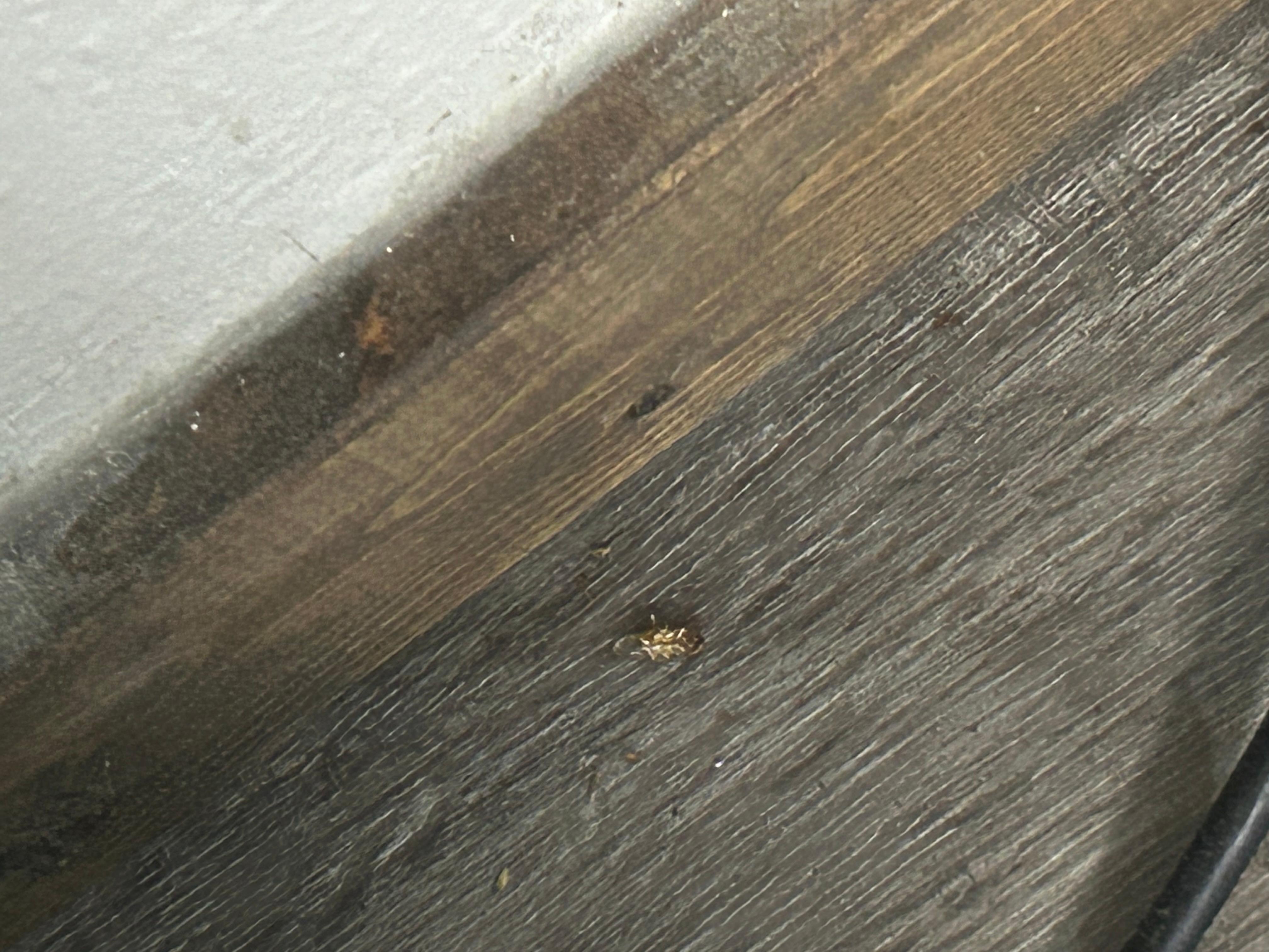 Roaches by the fridge