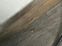 Roaches by the fridge