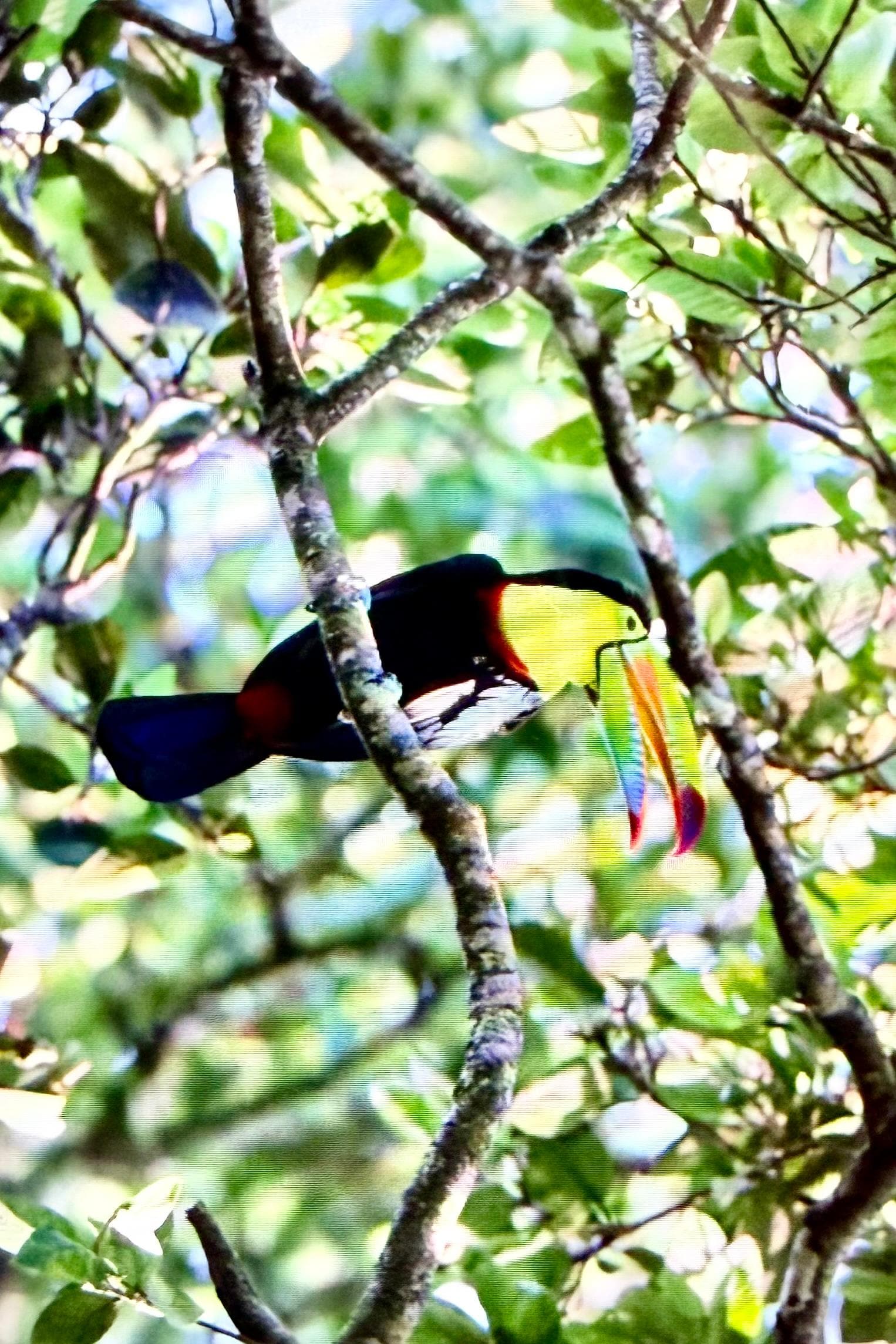 Toucan in yard