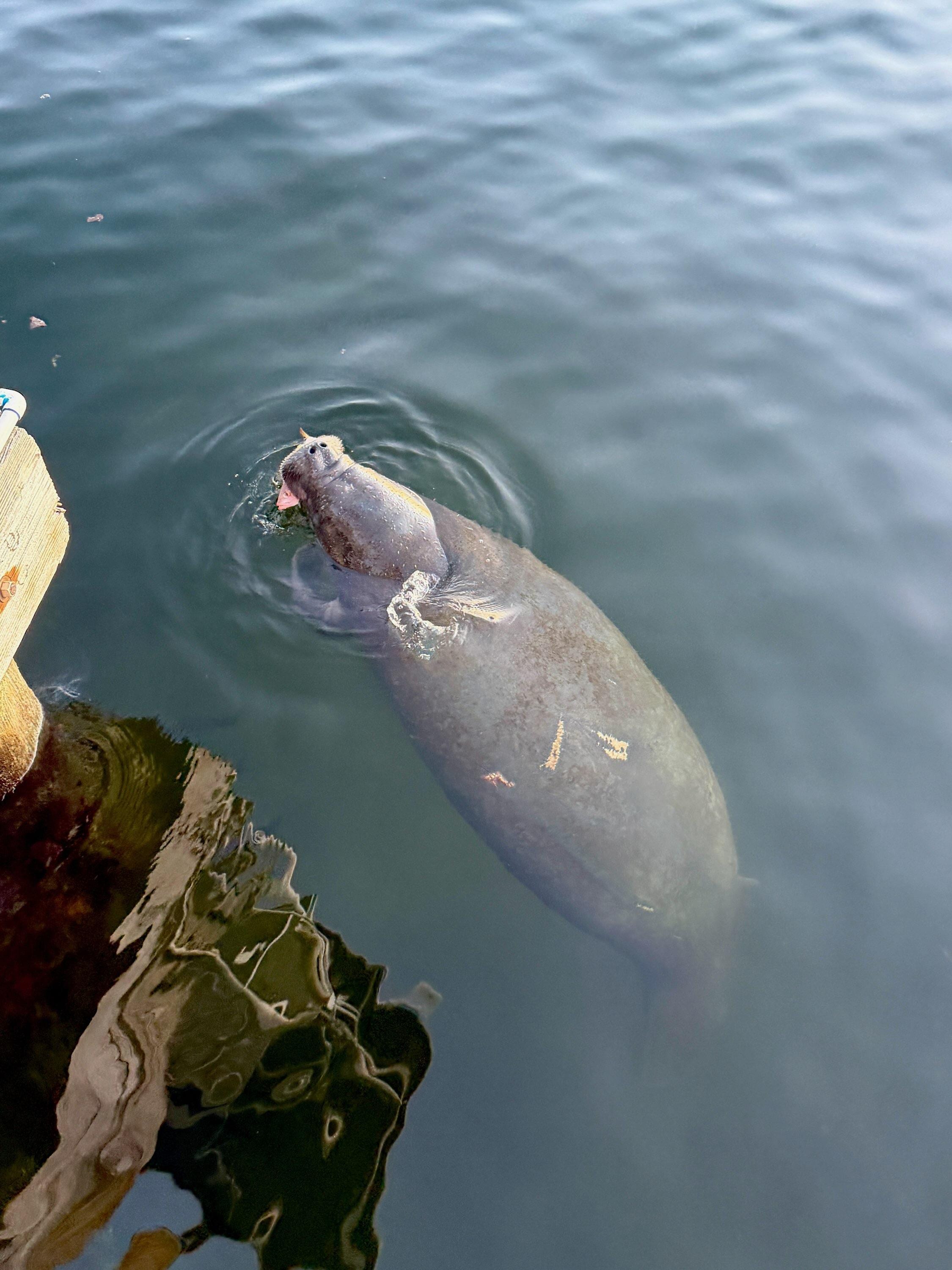 Hanging around the condo.dock