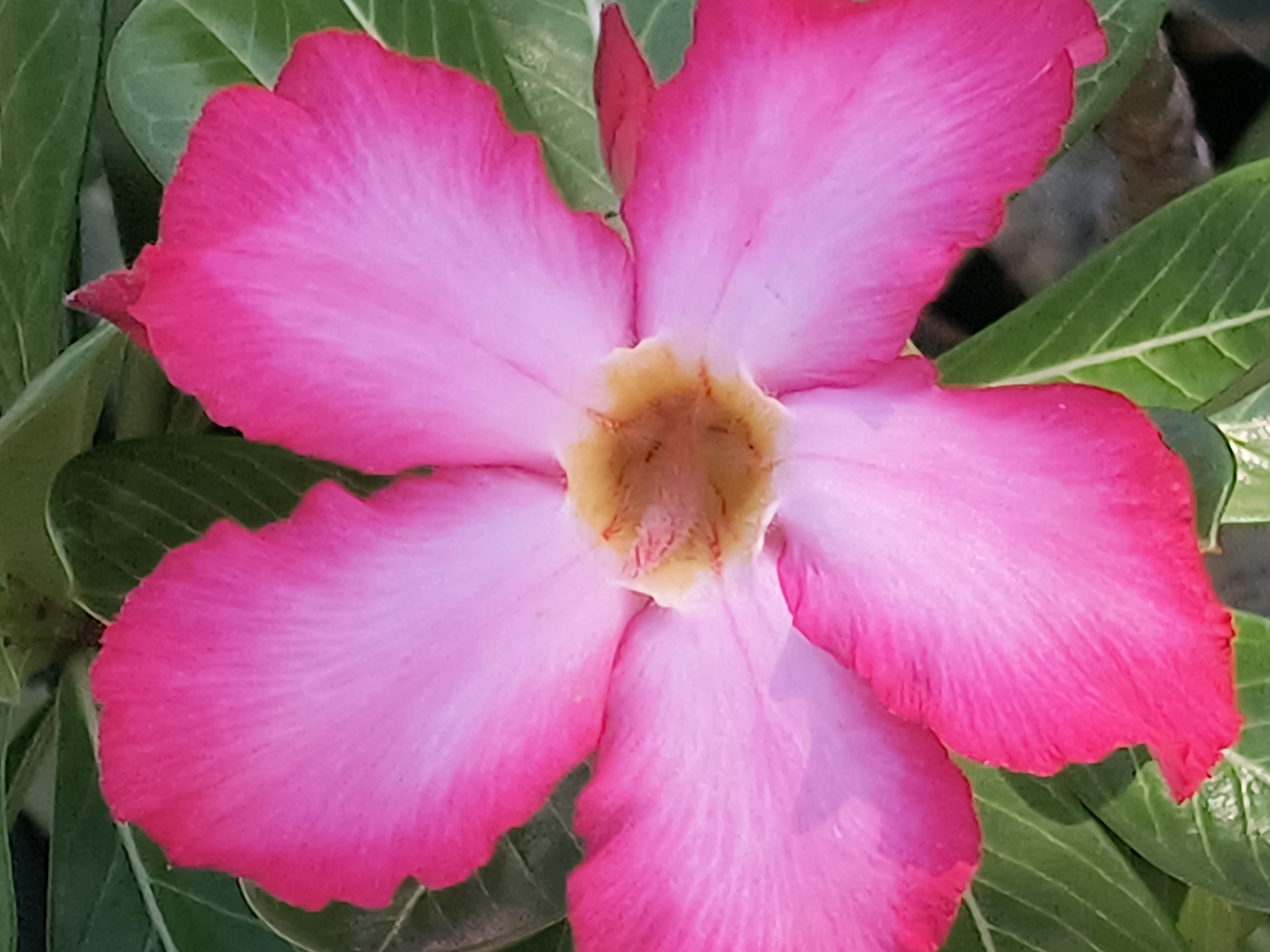 Beautiful flowers around the house!