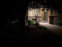 Bunch of deer hanging around
