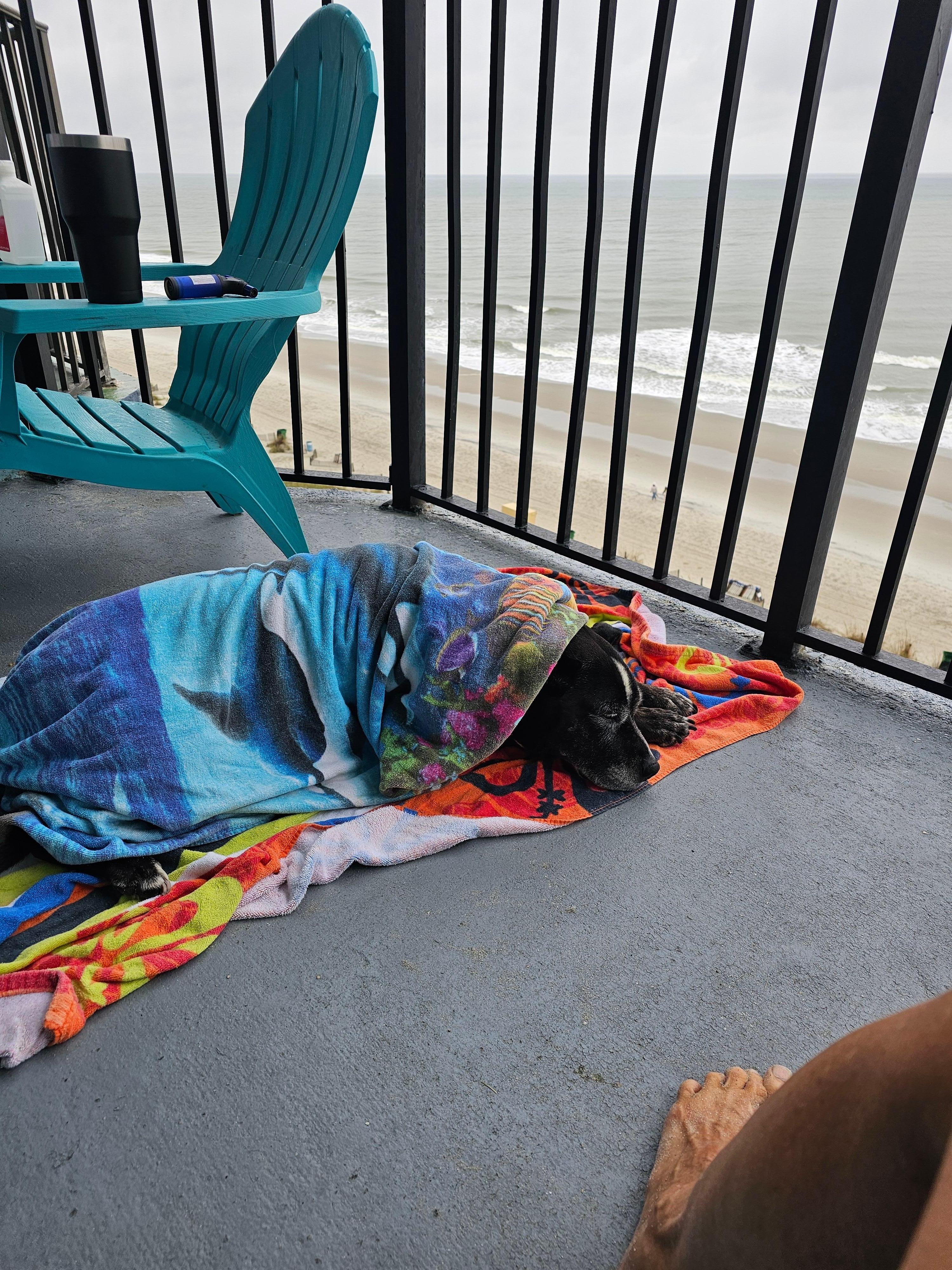 Sheena resting on a rainy day