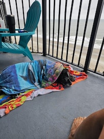 Sheena resting on a rainy day