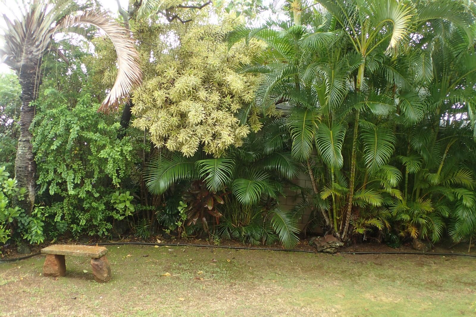 lush tropical vegetation and bench for sitting