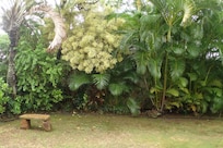 lush tropical vegetation and bench for sitting