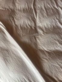 Something on the sheets.