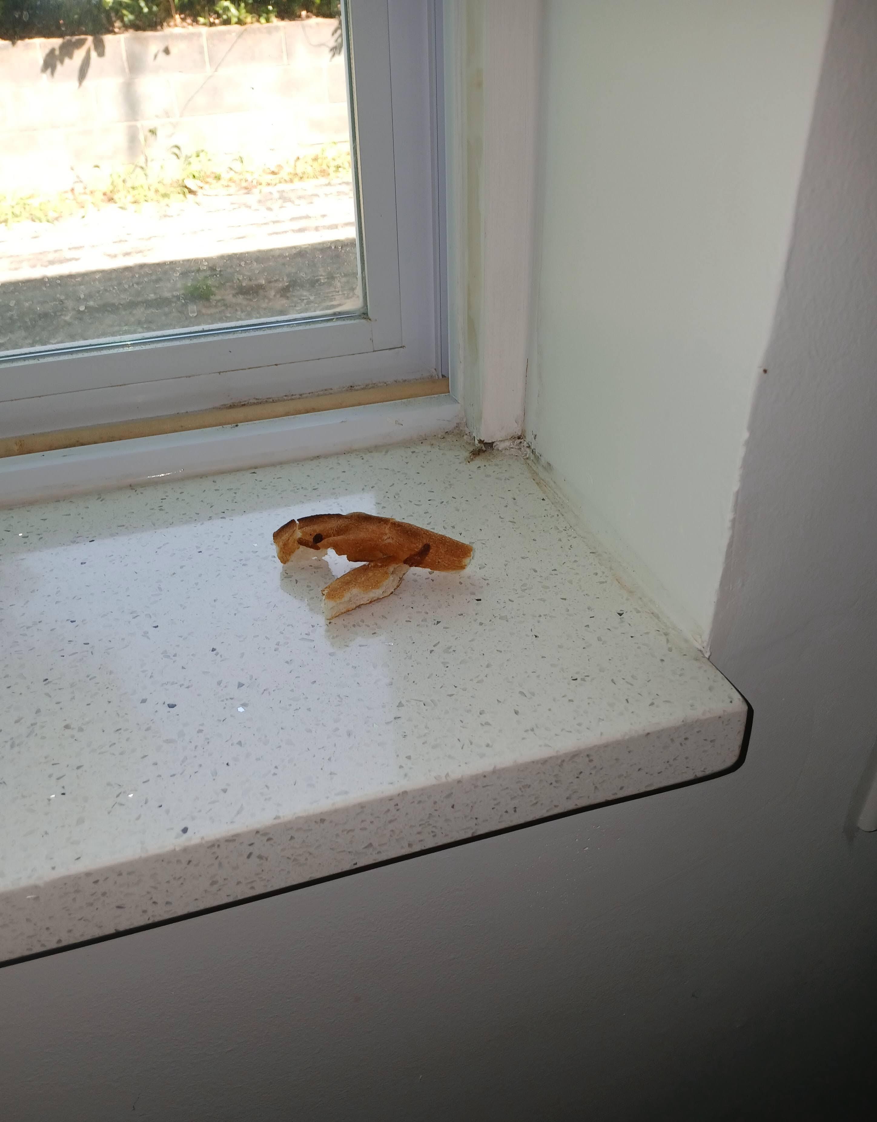 pizza on window sill