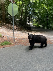 Just a bear in the road