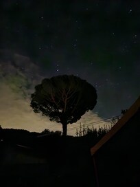 Dieser Baum hat es uns angetan, jeden Abend ein anderes Bild.