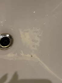 Dead bug in sink