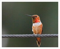 Rufous Hummingbird
