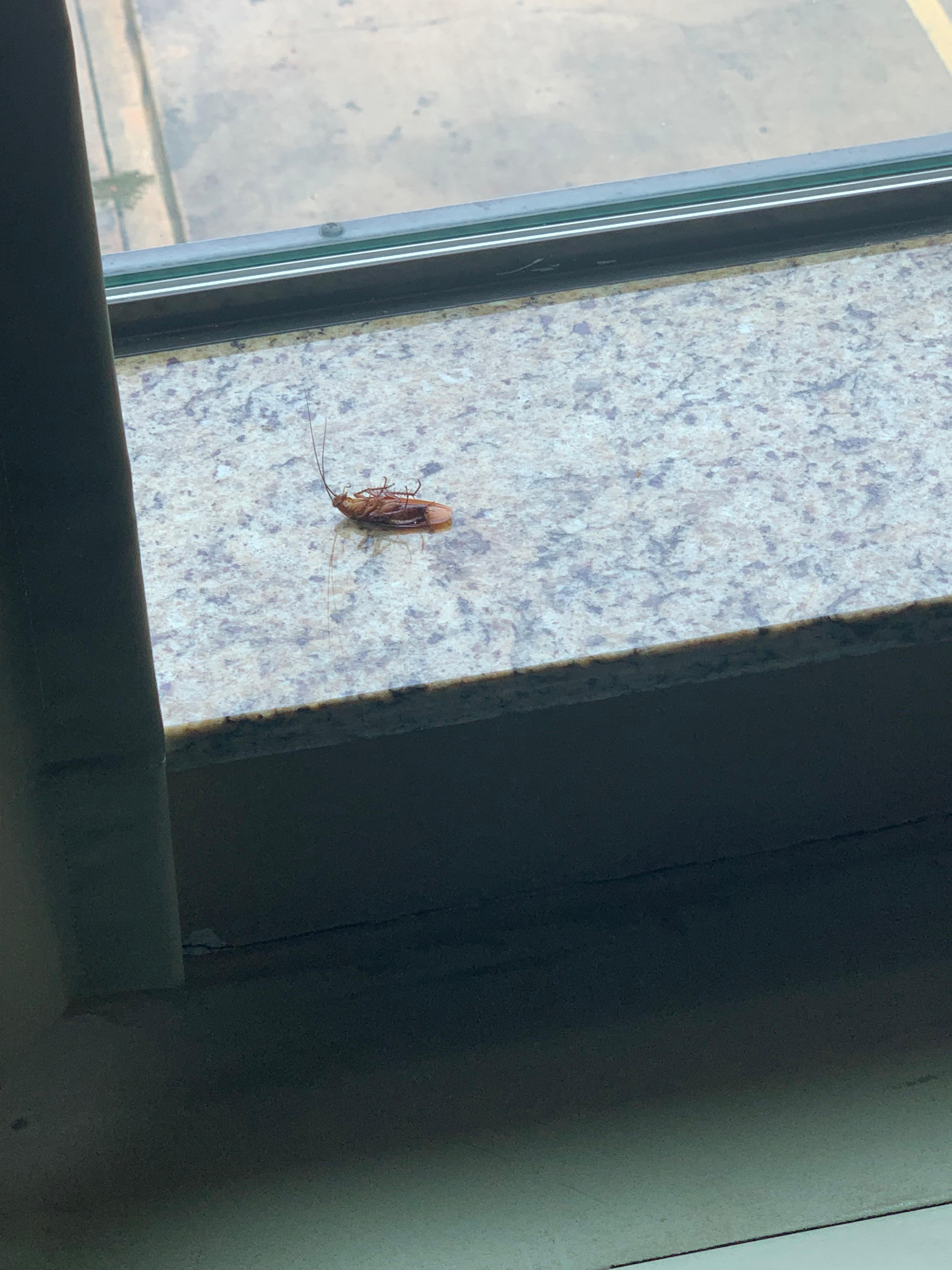 dead roach found at check in; room obviously not cleaned