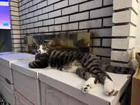 Resting on my personal blanket by fireplace.
