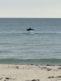 We saw dolphins every day