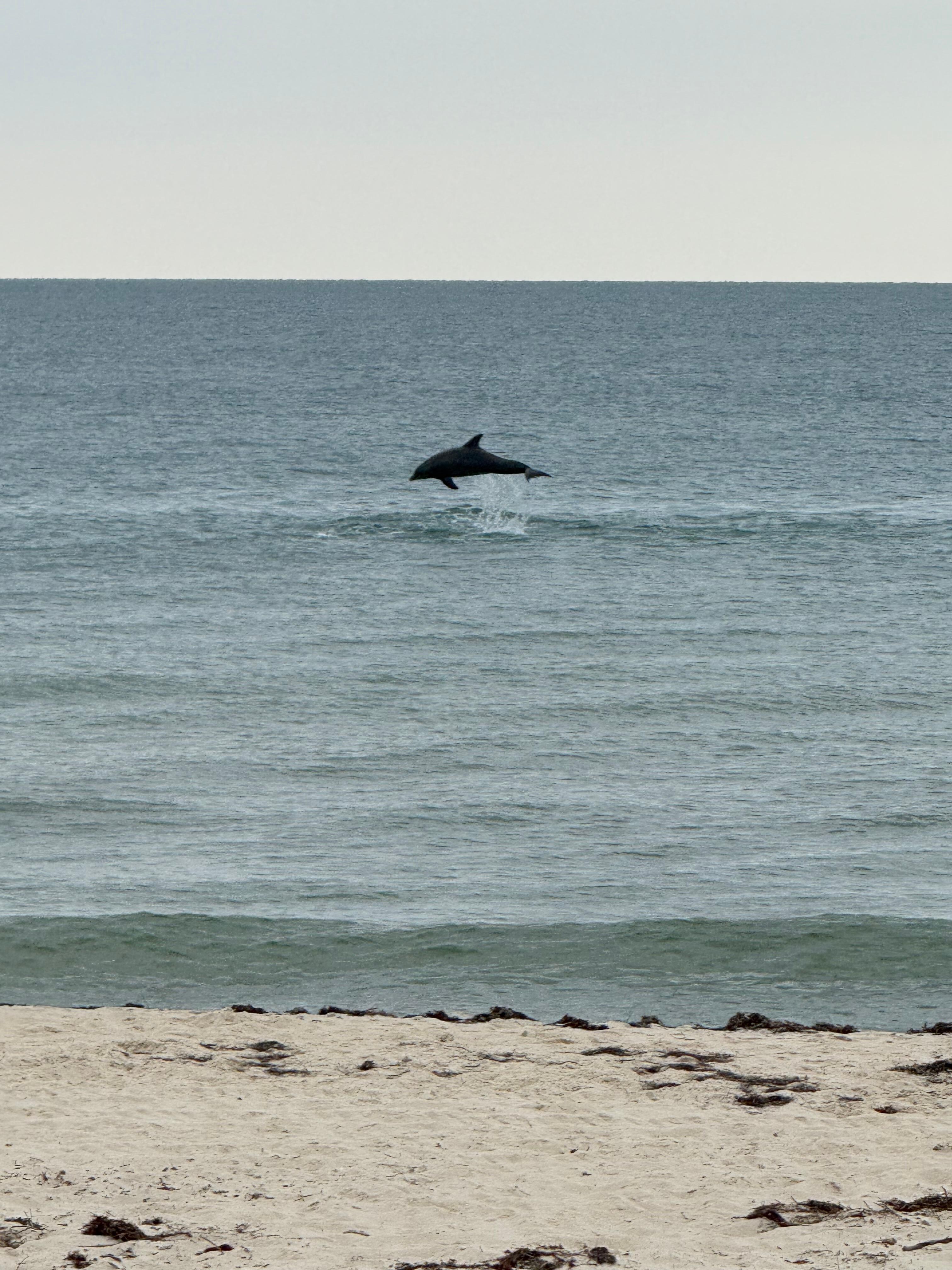 We saw dolphins every day