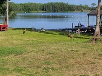 Sandhill cranes came through.