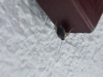 One of the many roaches watching me shower