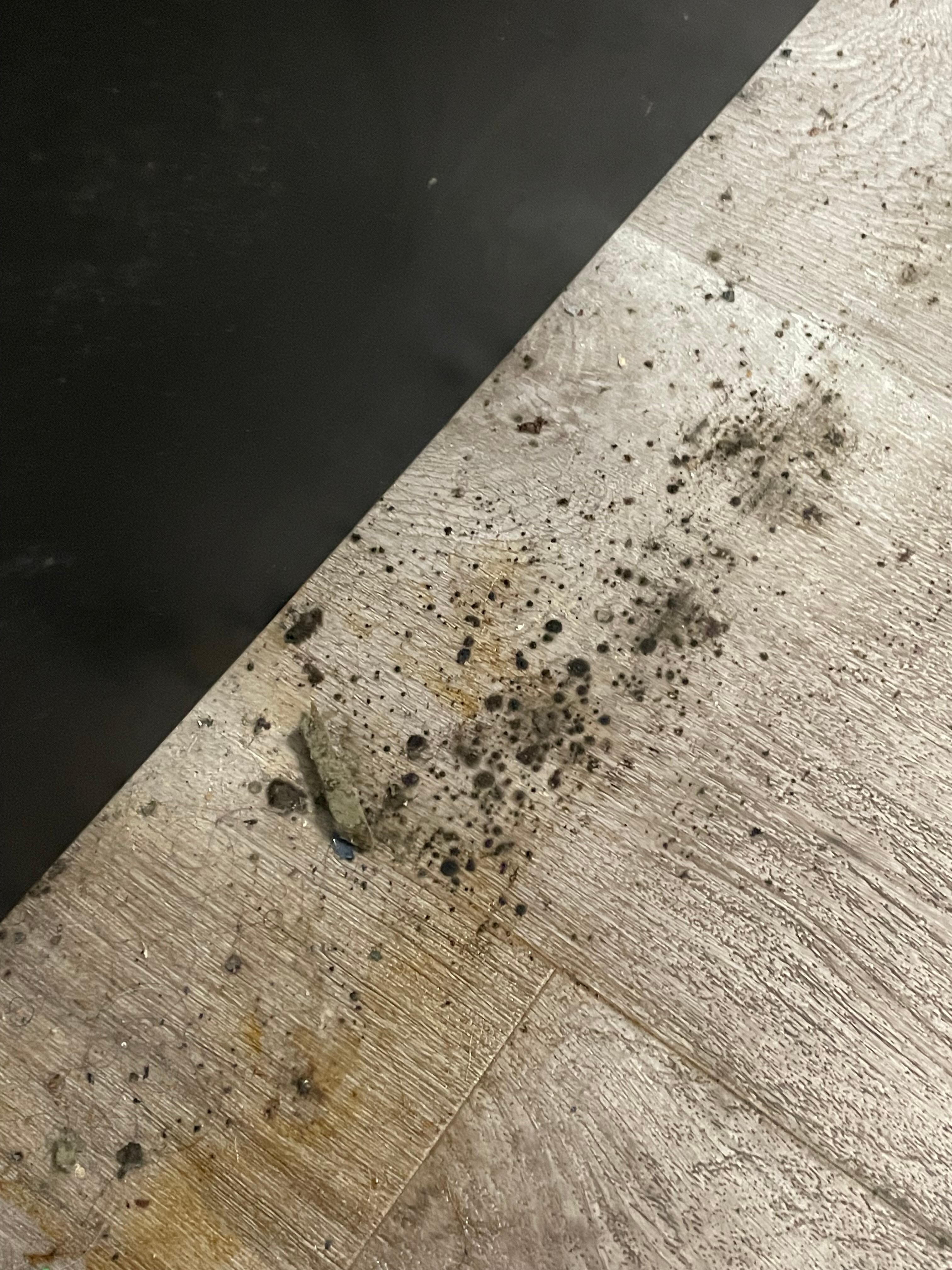 Black mold growing under and up the bed