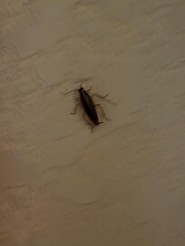 Roach in room