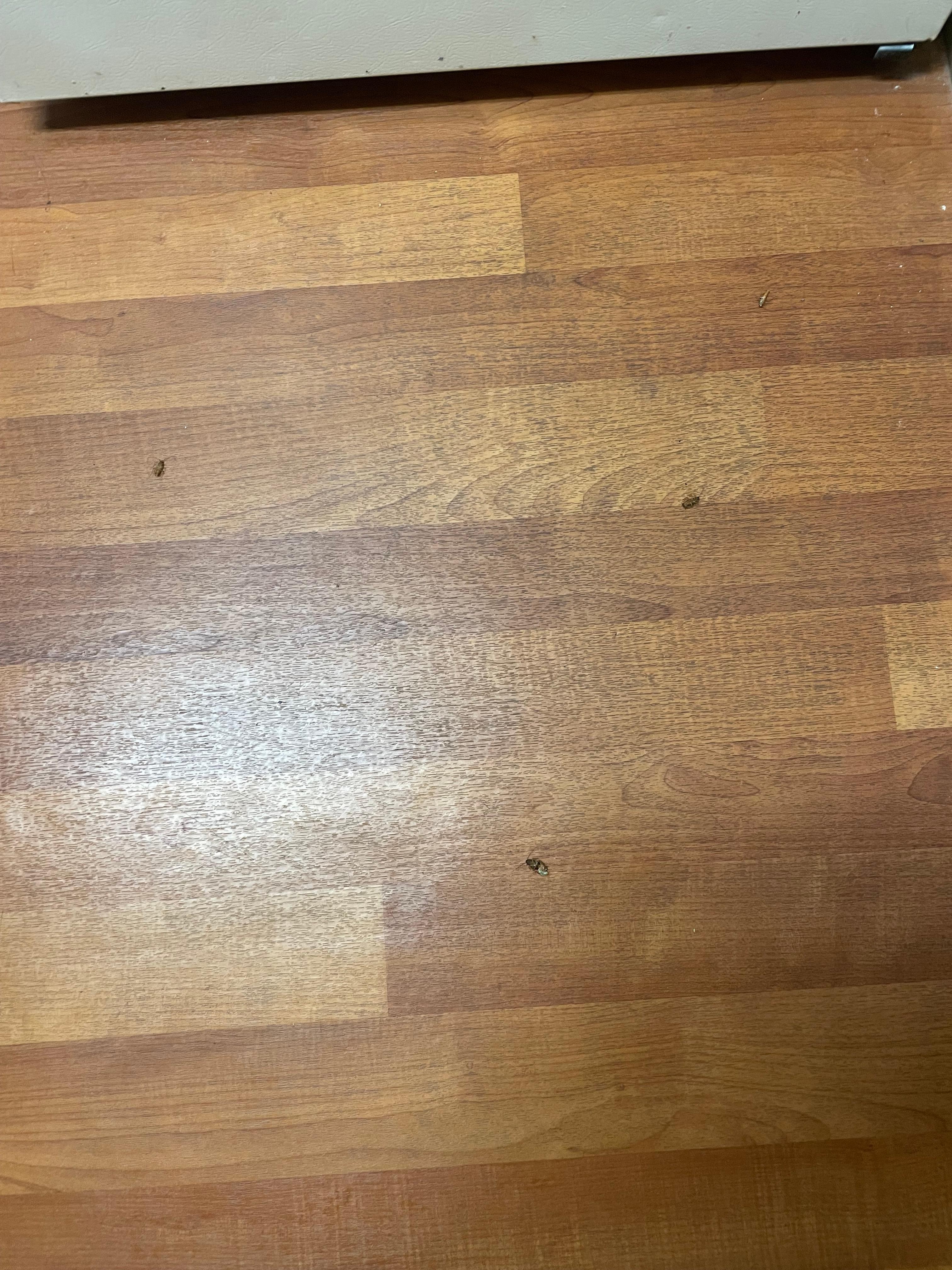 Four cockroaches