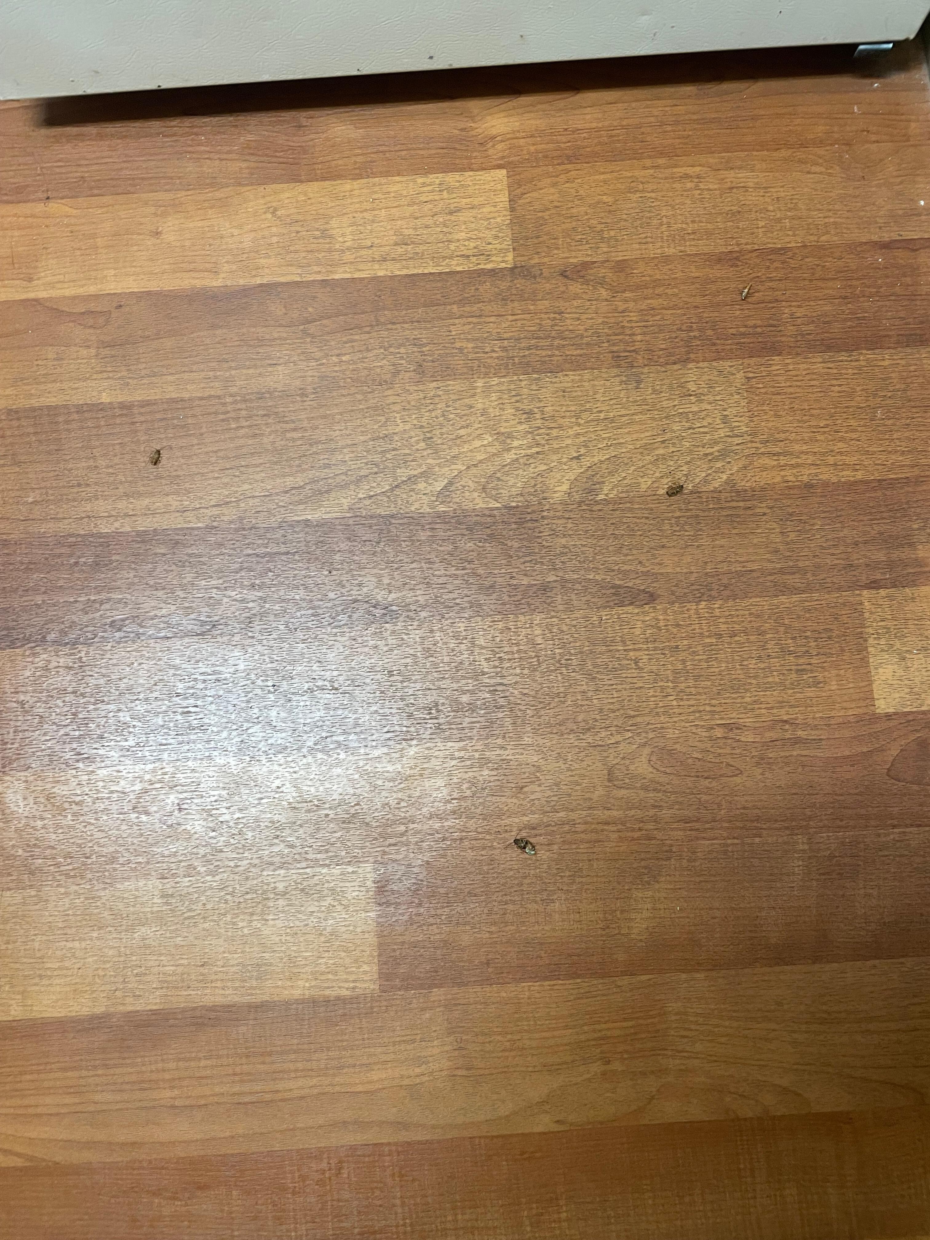 Four cockroaches